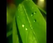Short video clip-nature from odir sex vi