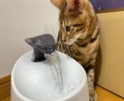 Pussy gets soaked by her first toy ... from onion cat