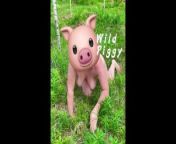 A NAKED PIG, CRAWLING ON THE LAWN, GRUNTING. PUT DANDELIONS IN HER HAIRY ASSHOLE 😘😘😘😘😘😘😘😘😘 from flash boob show